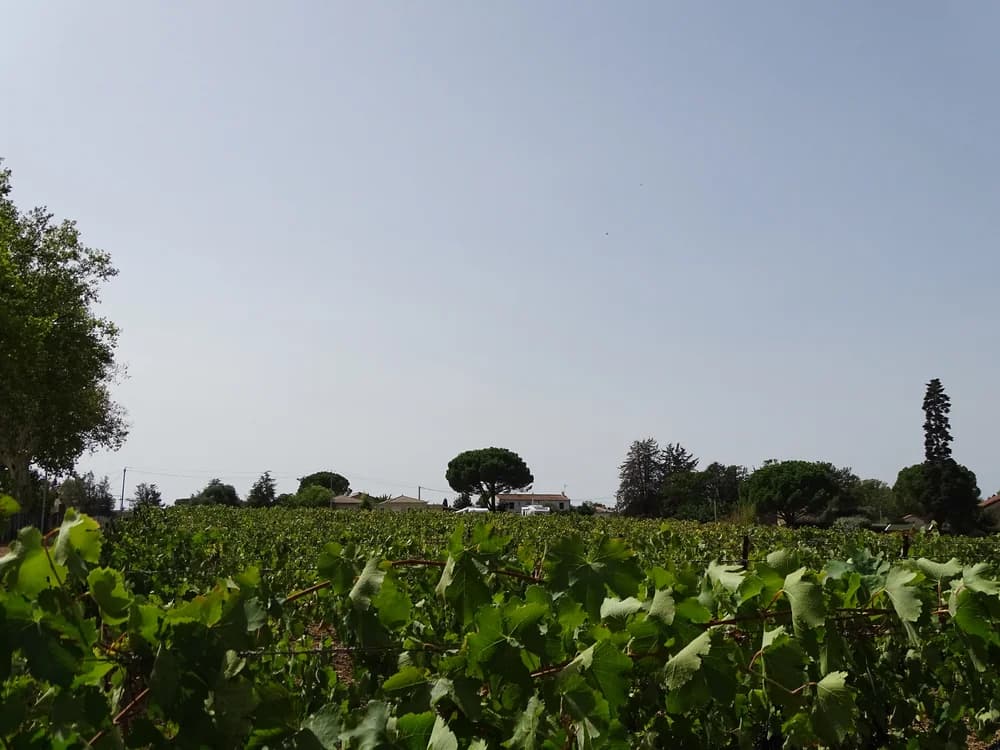 DOMAINE MI-COTE — paysage du domaine