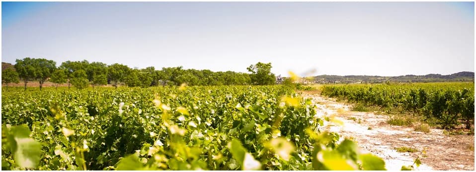 DOMAINE SANTA ESTELA — paysage du domaine