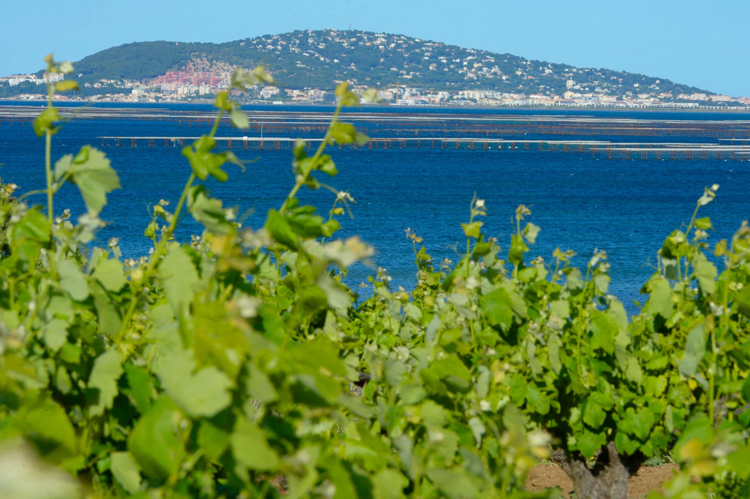 Le littoral & la lagune