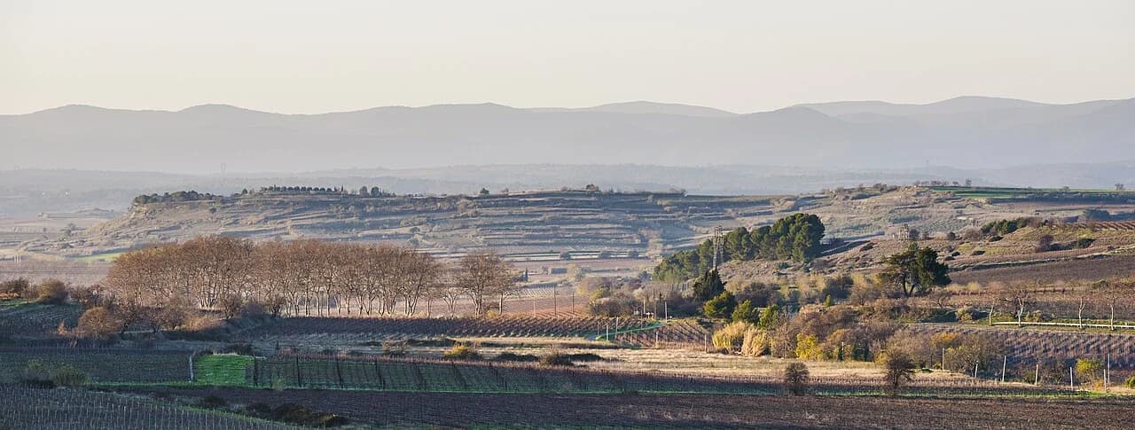 Vignes du CHATEAU REGISMONT