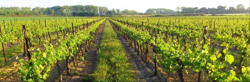 DOMAINE DE LA GOURGASSE NEUVE — paysage du domaine