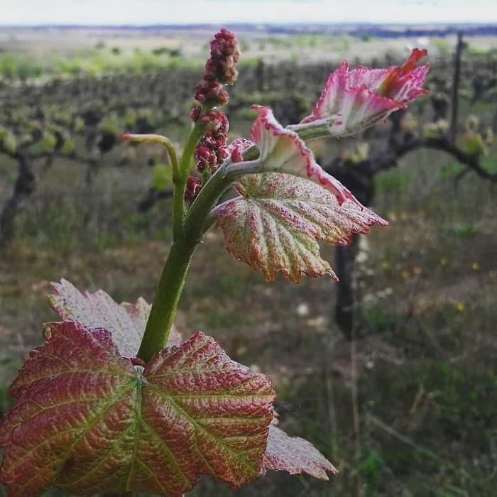 DOMAINE LES TERRES D'ARMELLE — paysage du domaine