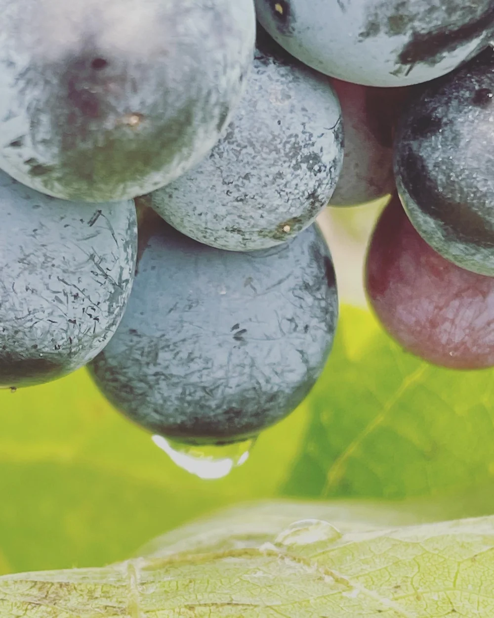 Macro de grappe de raisins noirs gorgés, avec une goutte d'eau perlant en bas, sur fond vert lumineux de feuille de vigne. Gros plan esthétique et appétissant qui évoque la maturité et la qualité du fruit. Belle résolution (1440x1800).