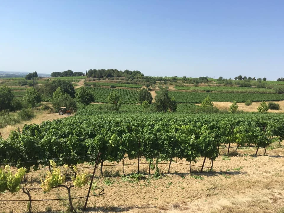 Panorama du vignoble : parcelles de vignes vertes vallonnees, colline coiffee de cypres et de pins, petit tracteur orange, ciel bleu. Magnifique vue d'ensemble qui exprime le terroir du domaine. La plus belle photo de paysage du lot.
