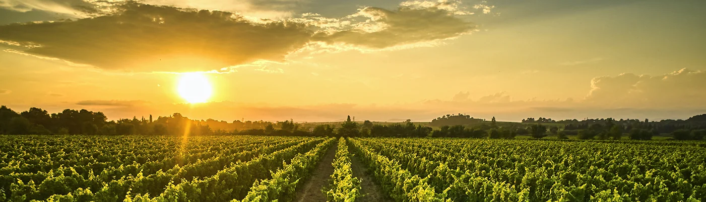 Domaine de la Barthe — paysage