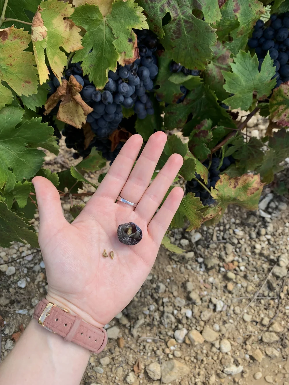 Main tenant une baie de raisin noir bien mure et deux pepins, devant une souche chargee de grappes, sol caillouteux. Illustre le controle de maturite avant vendange (photo smartphone authentique).