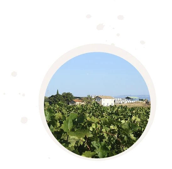 Vue des batiments du domaine (mas blanc + cuverie + cypres) derriere une parcelle de vignes, ciel bleu. Cadrage en medaillon circulaire (decor du site). Bonne vue d'ensemble du domaine.