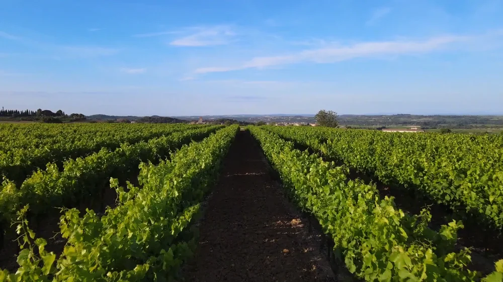Magnifique panorama des vignes verdoyantes en rangs convergents, collines et montagnes du Languedoc a l'horizon, ciel bleu profond. Image paysage tres valorisante, ideale en banniere.