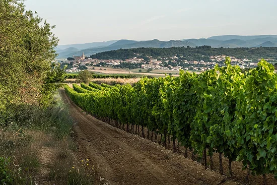 Panorama de vignoble : des rangs de vignes en terrasse descendent et menent le regard vers un village et des collines a l'horizon, lumiere estivale. Paysage classique et attractif. 550x367.