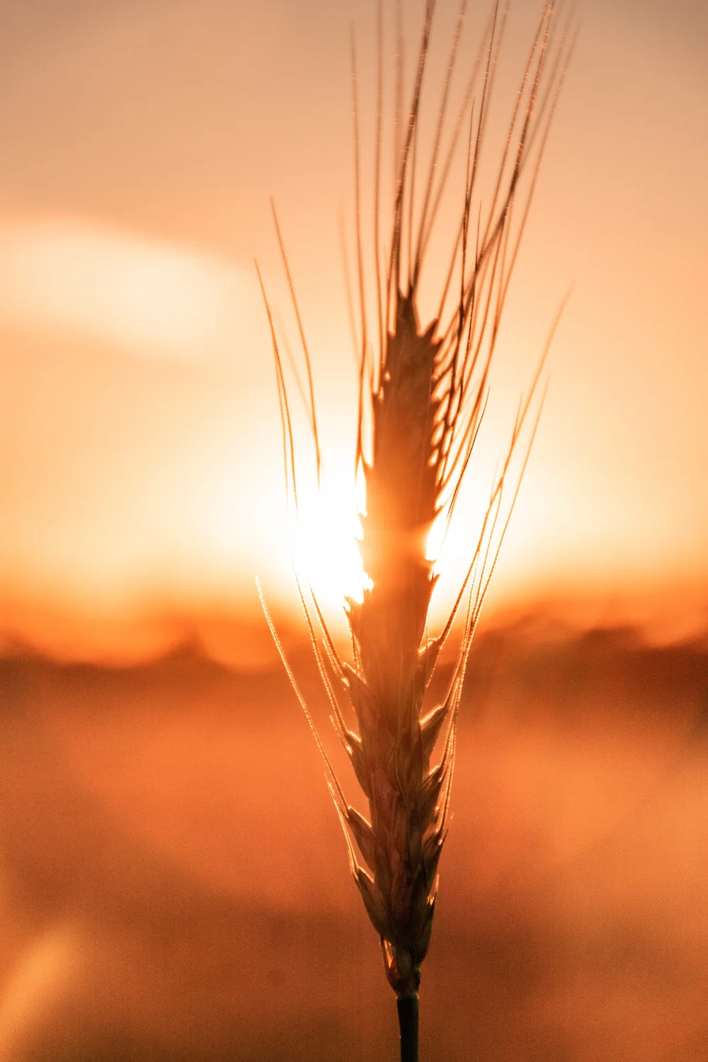 Macro d'un epi de ble en contre-jour au coucher du soleil, le disque solaire derriere l'epi, tons orangees chauds, arriere-plan en bokeh. Image atmospherique haute resolution evoquant les grandes cultures du domaine.