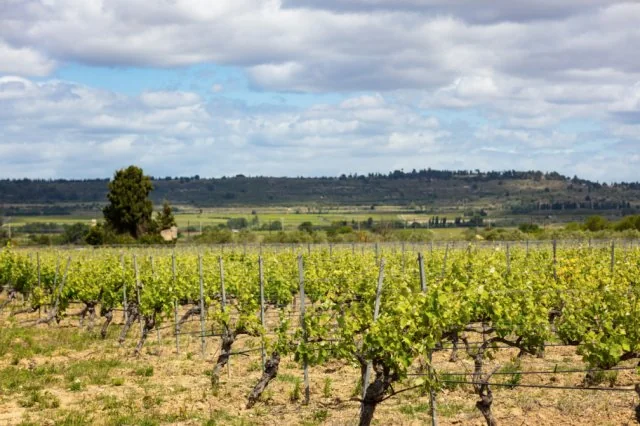 Panorama du vignoble : rangs de vignes verdoyants, un arbre isolé, collines boisées et ciel nuageux. Beau paysage de terroir des Coteaux d'Ensérune.