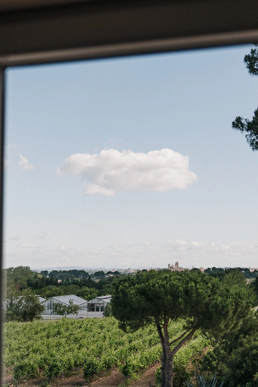 Vue sur les rangs de vigne du domaine depuis une fenetre, avec un pin parasol, des serres et la cathedrale de Beziers a l'horizon sous un ciel nuageux. Joli panorama du terroir et du paysage biterrois, mais le cadre de fenetre visible en haut/cotes limite l'usage en pleine largeur.
