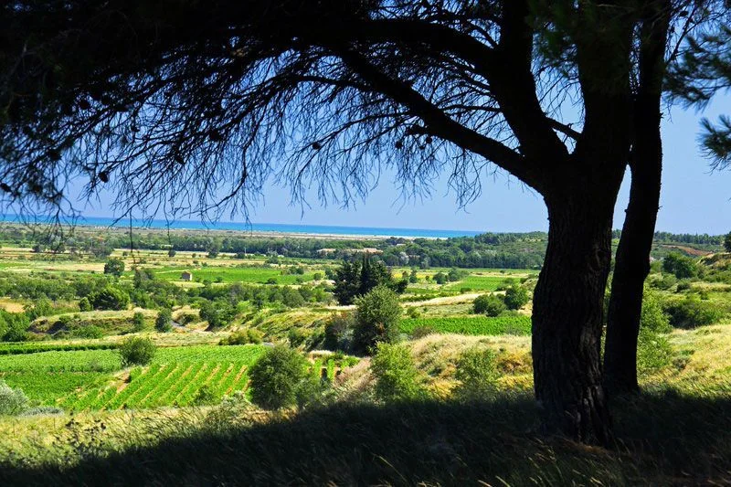 Panorama de terroir : vignobles en pente descendant jusqu'a la mer Mediterranee a l'horizon, cadres par un pin parasol au premier plan. Composition superbe, tres valorisante pour le terroir d'Enserune.