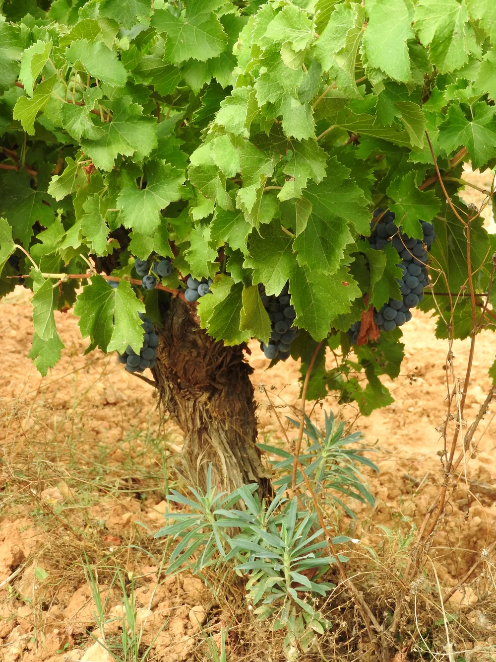 Vieux cep de vigne en gobelet, tronc noueux, charge de belles grappes de raisin noir sous un feuillage dense, plante sur sol argilo-calcaire clair. Met en valeur les vieilles vignes (Carignan jusqu'a 100 ans) du domaine. Tres parlant.